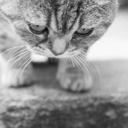Nachbars Katze