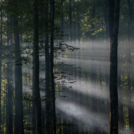 Projekt Nebelwald