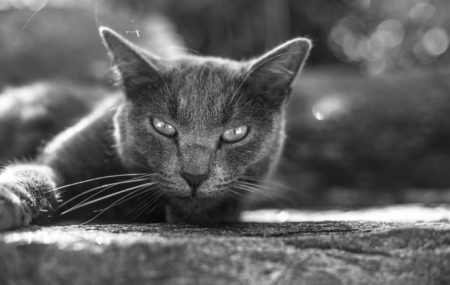 Spontanes Katzenshooting